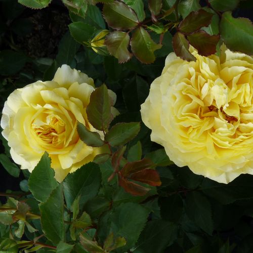 Rosa Solero ® - giallo - rose floribunde